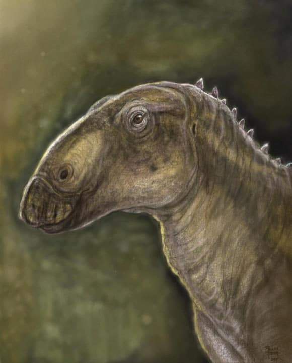 Image from: A Forgotten Dinosaur Has Just Reappeared From Fragments Of Bones On An Ancient Romanian Island