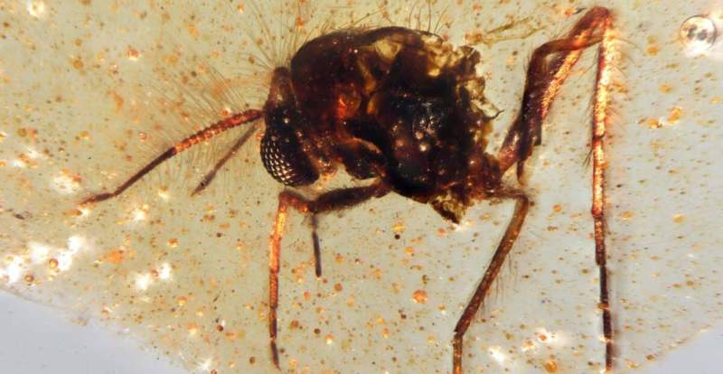 Image from: Researchers Uncovered 21 Ancient Creatures Trapped in an Amber Deposit and Remarkably Preserved for 112 Million Years