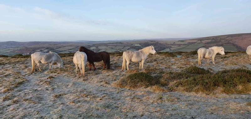 Image from: Claims of Dartmoor pony cull reignite row over how to save Britain’s moorlands