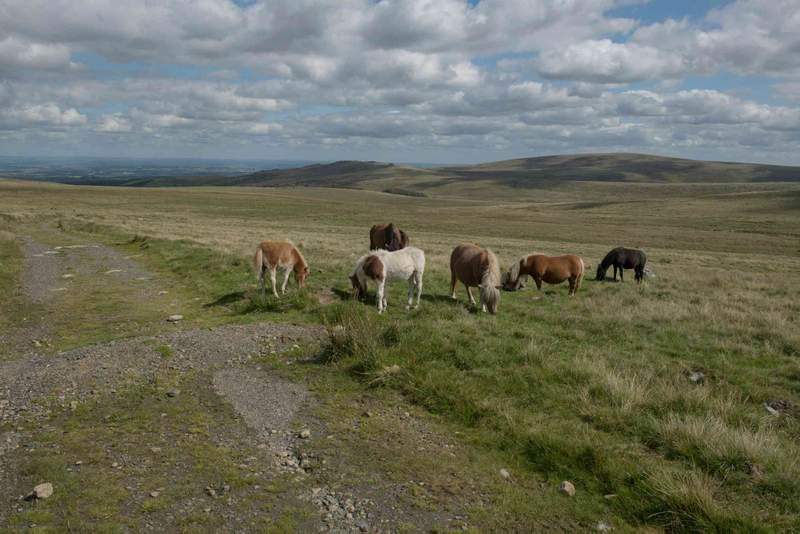 Image from: Claims of Dartmoor pony cull reignite row over how to save Britain’s moorlands