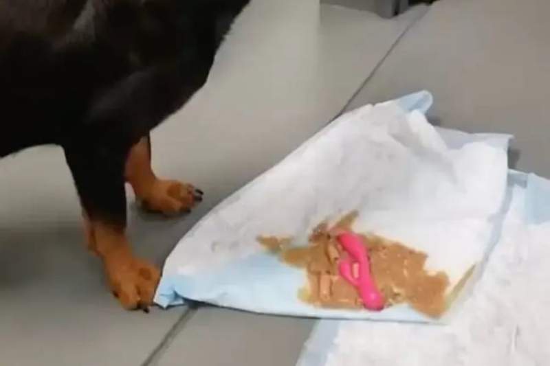 Image from: Vet removes object from Rottweiler's throat, leaving its owner mortified