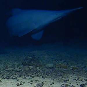 Image from: This Prehistoric Shark Survived 125 Million Years, Yet No One Had Filmed It Alive Until Now