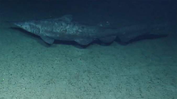 Image from: This Prehistoric Shark Survived 125 Million Years, Yet No One Had Filmed It Alive Until Now