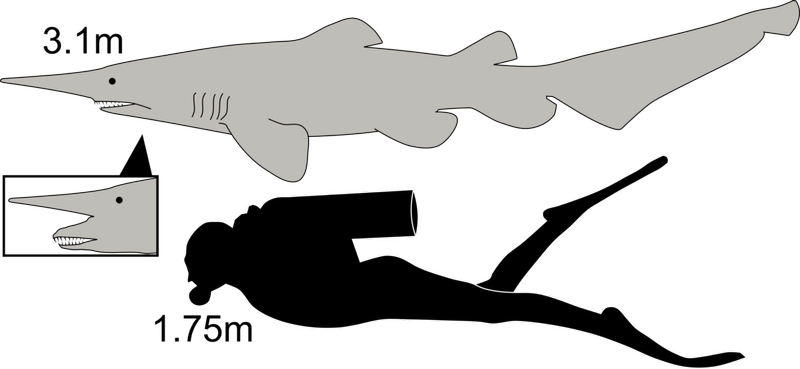 Image from: This Prehistoric Shark Survived 125 Million Years, Yet No One Had Filmed It Alive Until Now