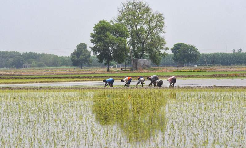 Image from: In pictures: Bihar migrants brave heat and humidity to keep Punjab’s paddy season on track