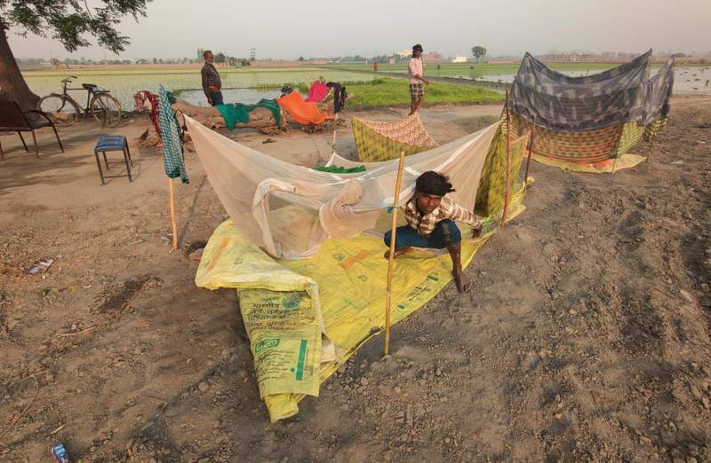 Image from: In pictures: Bihar migrants brave heat and humidity to keep Punjab’s paddy season on track