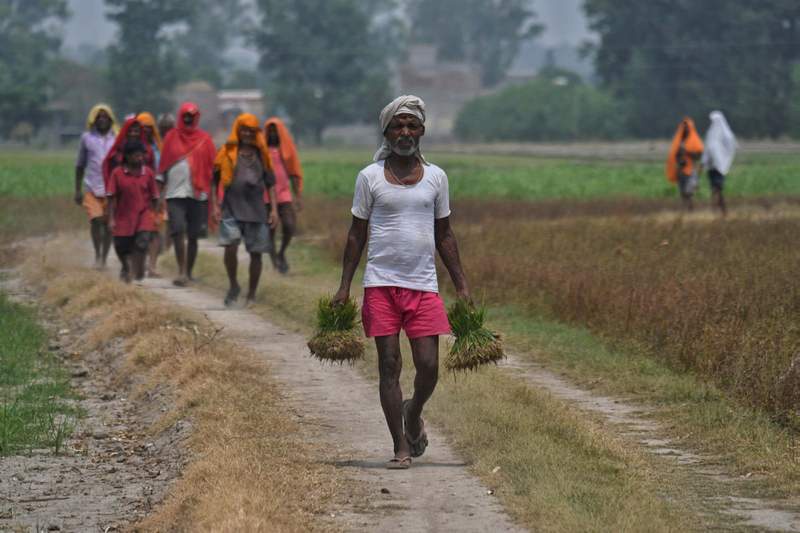 Image from: In pictures: Bihar migrants brave heat and humidity to keep Punjab’s paddy season on track
