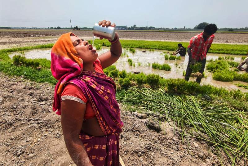 Image from: In pictures: Bihar migrants brave heat and humidity to keep Punjab’s paddy season on track