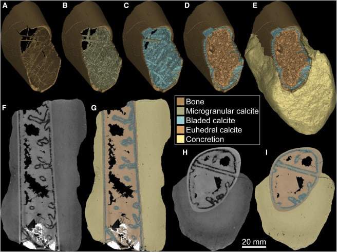 Image from: Scientists Discover A 113-million-year-old Pterosaur Wing Preserved In Extraordinary Detail