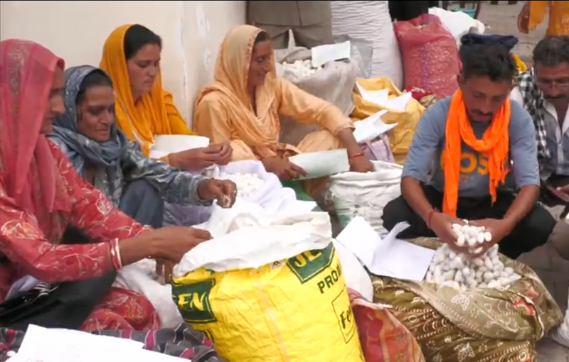 Image from: J-K: Cocoon auction market in Udhampur generates Rs 3.5 crore revenue, boosts women participation