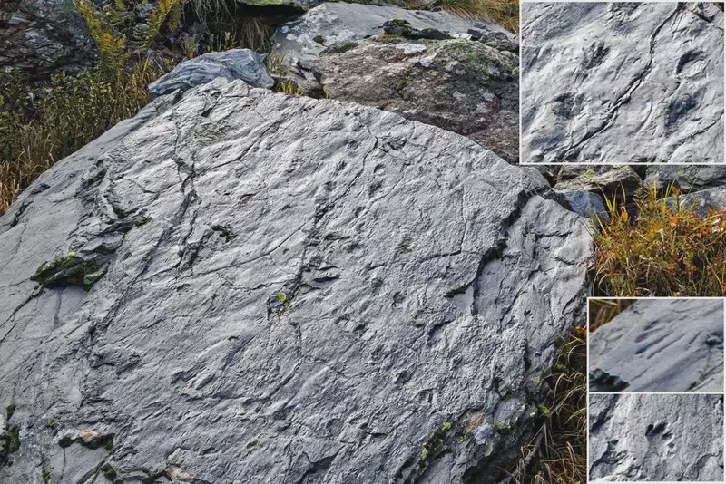 Image from: A Hiker Accidentally Discovered 280-Million-Year-Old Preserved Footprints Hidden in the Italian Mountains