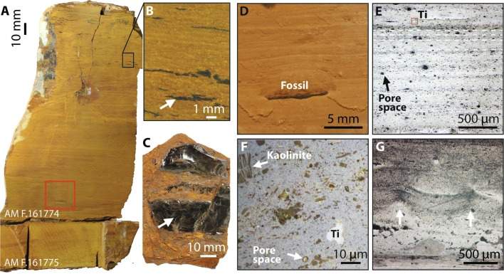 Image from: Hidden Under a Dry Australian Farm, Scientists Found Perfectly Preserved Fossils From 16 Million Years Ago