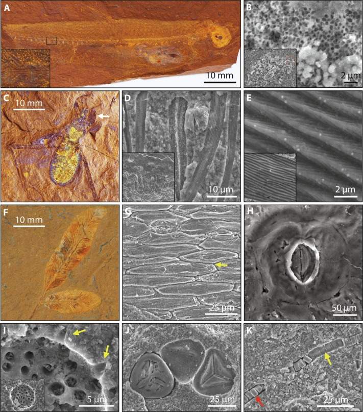 Image from: Hidden Under a Dry Australian Farm, Scientists Found Perfectly Preserved Fossils From 16 Million Years Ago