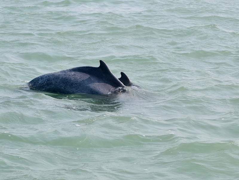 Image from: Gujarat's Shivrajpur and Poshitra dolphin sites recognised as 'best spots': Forest and Environment Minister Arjun Modhwadia