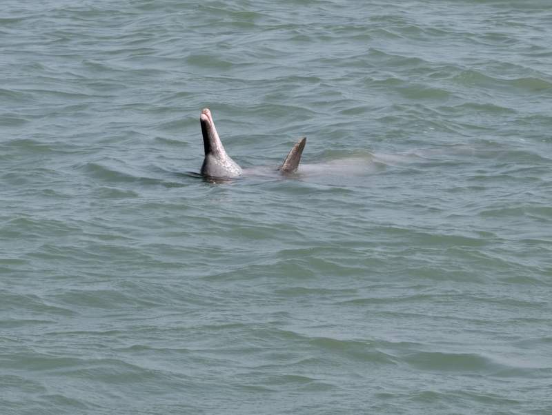 Image from: Gujarat's Shivrajpur and Poshitra dolphin sites recognised as 'best spots': Forest and Environment Minister Arjun Modhwadia