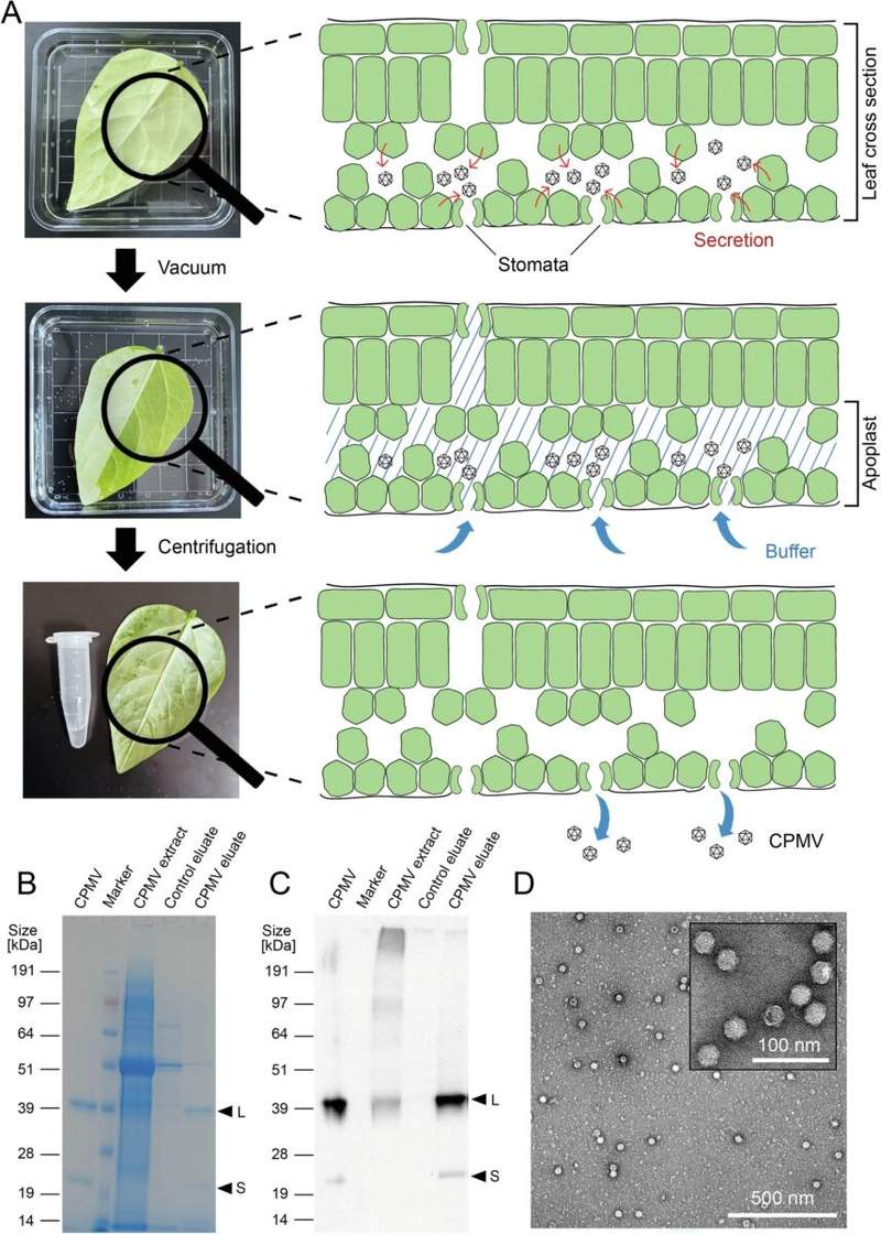 Image from: Researchers Found a Way to Turn Ordinary Plants into Renewable Medicine Factories for Mars Missions