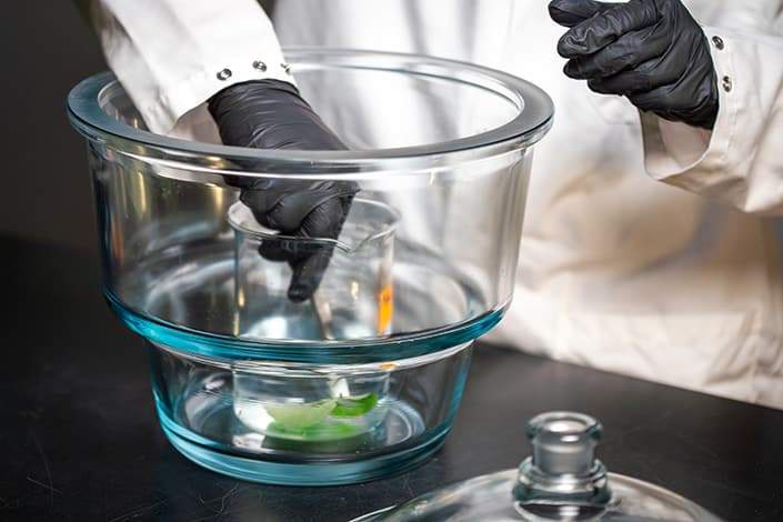 Image from: Researchers Found a Way to Turn Ordinary Plants into Renewable Medicine Factories for Mars Missions