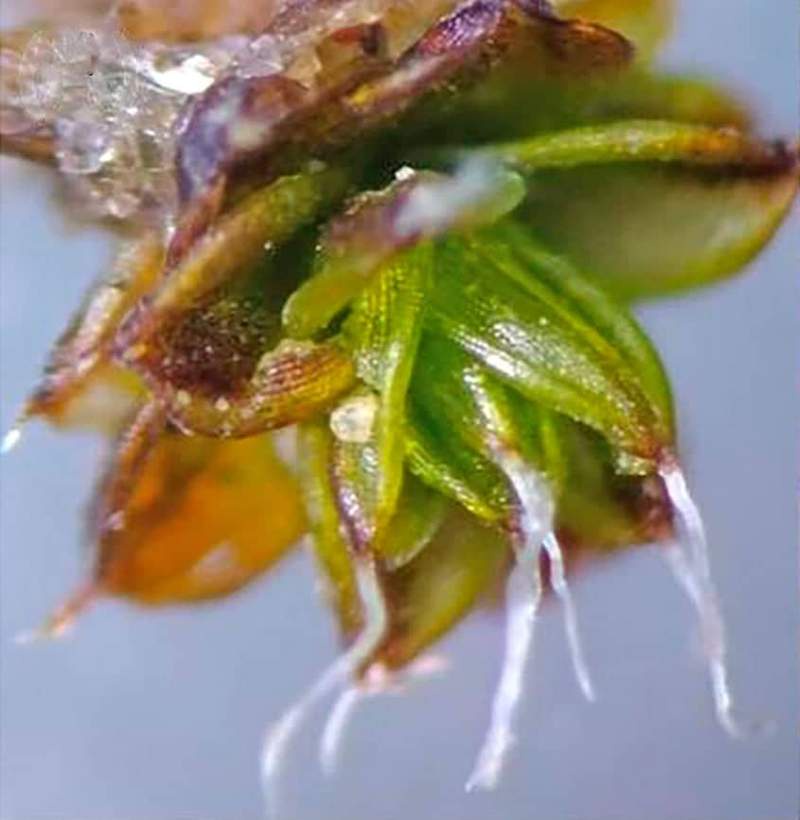 Image from: Scientists Exploring Harsh Deserts Found Something Hidden Inside Mosses That No One Had Ever Seen Before