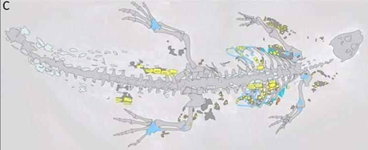 Image from: Hidden Under Rock for 125 Million Years, This Crocodile’s Skin Was So Well Preserved That Scientists Can Still Study Its Details