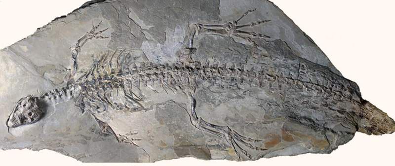 Image from: Hidden Under Rock for 125 Million Years, This Crocodile’s Skin Was So Well Preserved That Scientists Can Still Study Its Details