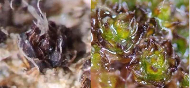 Image from: Scientists Exploring Harsh Deserts Found Something Hidden Inside Mosses That No One Had Ever Seen Before