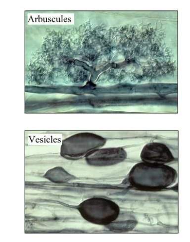 Image from: Scientists Exploring Harsh Deserts Found Something Hidden Inside Mosses That No One Had Ever Seen Before