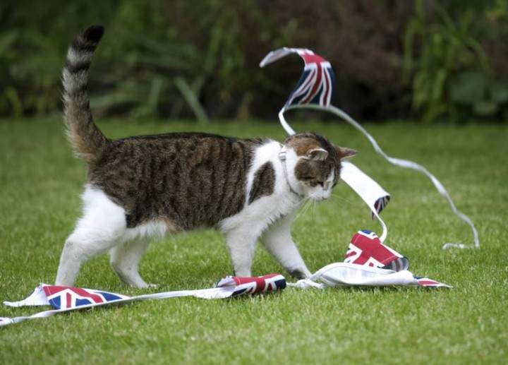 Image from: 6 UK Prime Ministers later, ’Larry the cat’ is 10 Downing Street’s ultimate survivor