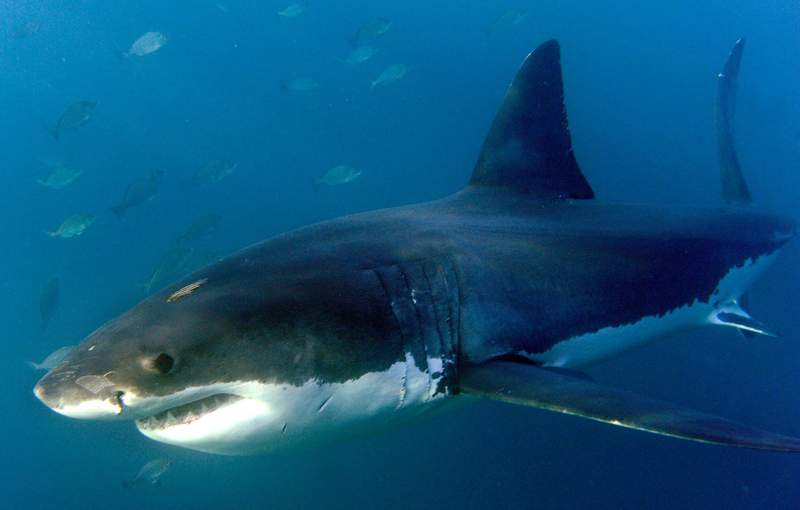 Image from: Australia's dilemma: Can beaches be made safe without killing sharks?