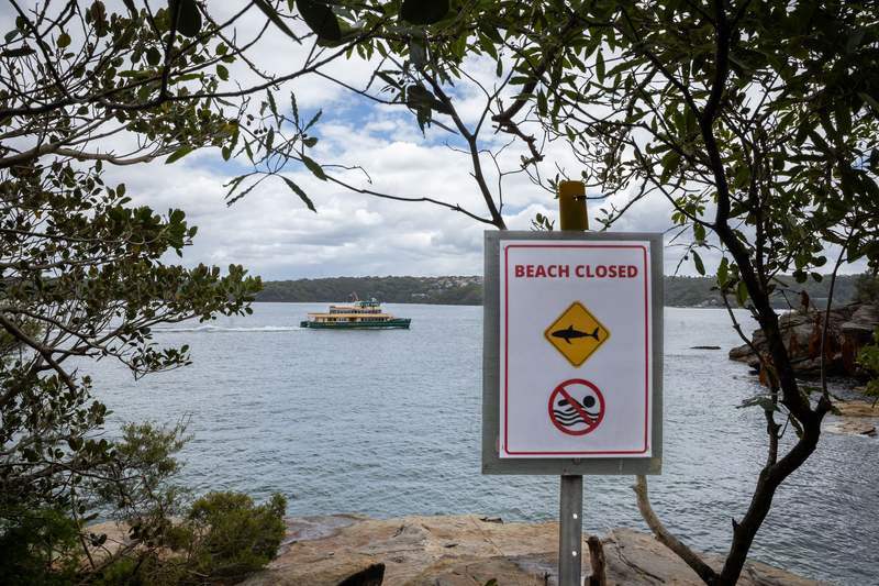 Image from: Australia's dilemma: Can beaches be made safe without killing sharks?