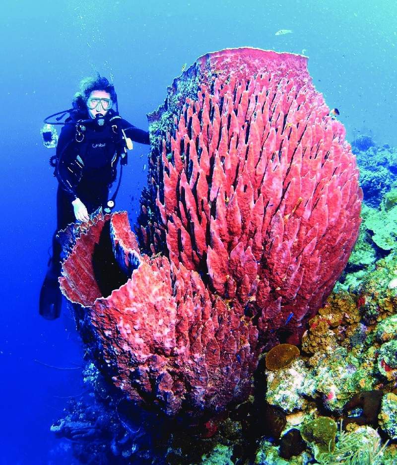 Image from: Scientists Identified a Caribbean Animal That Lived Since Before the Roman Empire and Filtered Water Every Day for 2,300 Years