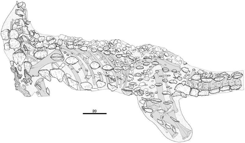 Image from: Scientists Finally Reveal What England’s First Complete Dinosaur Skeleton Really Looked Like