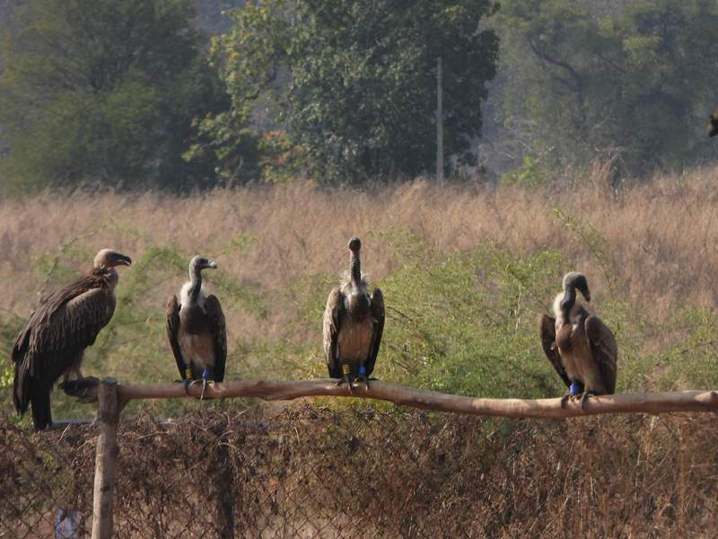 Image from: Captive-bred vulture soars 3,334 km from Maharashtra to Ranthambore