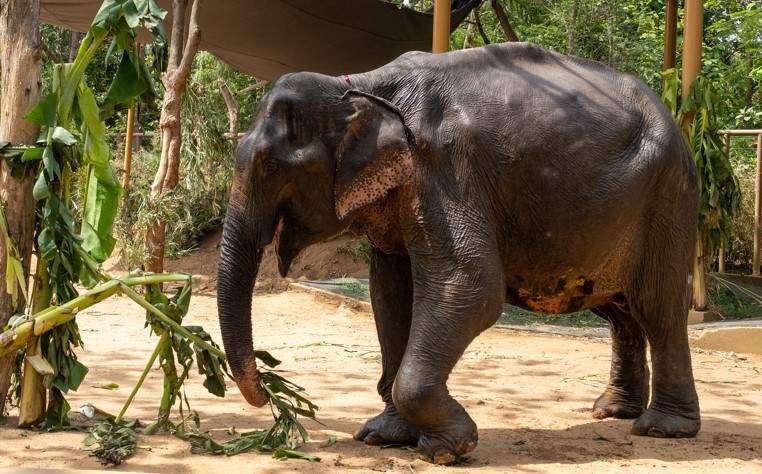 Image from: A new hope for Maniki: Ailing elephant to receive treatment at Vantara