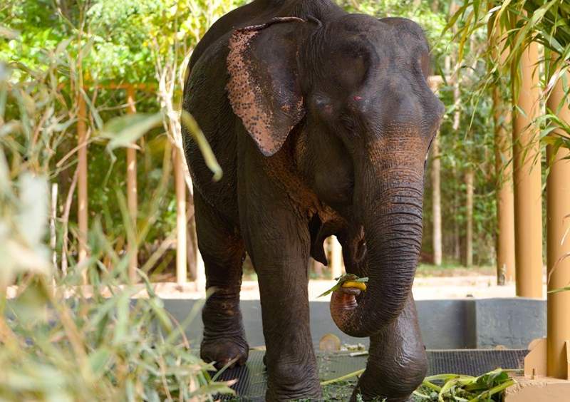 Image from: A new hope for Maniki: Ailing elephant to receive treatment at Vantara