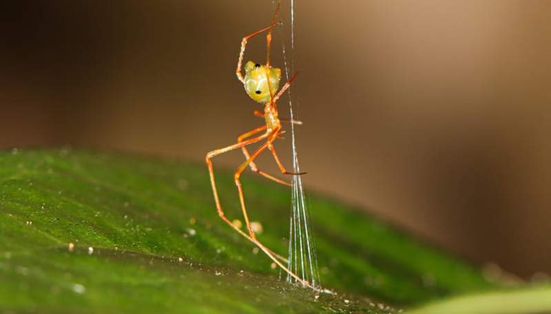 Image from: This Spider Is Not Like the Others, It Catapults Its Prey Into a Trap at 140 Times Earth’s Gravity