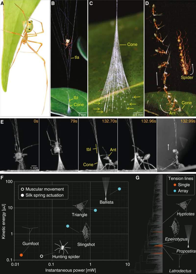 Image from: This Spider Is Not Like the Others, It Catapults Its Prey Into a Trap at 140 Times Earth’s Gravity