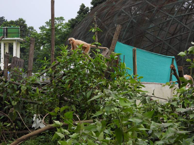 Image from: "Seven rescued Golden Langurs released back into Sikhna Jwhwlao National Park": Assam Forest Minister