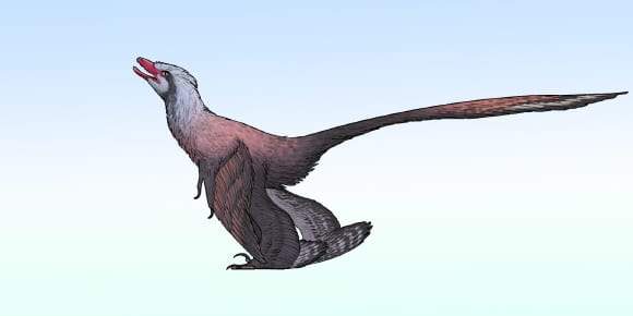 Image from: A Chinese Team Unearthed a Well-Preserved 13-Inch Dinosaur With Four Wings and a Tail Unlike Any Known Fossil