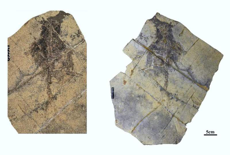 Image from: A Chinese Team Unearthed a Well-Preserved 13-Inch Dinosaur With Four Wings and a Tail Unlike Any Known Fossil