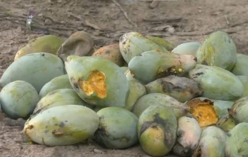 Image from: Mango farmers in Madurai leave produce to rot as prices crash to Rs 3 per kg; demand MSP of Rs 20