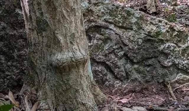 Image from: Archaeologists Discover a Completely Intact Maya City Hidden Beneath Mexico’s Jungle for More Than 1,000 Years