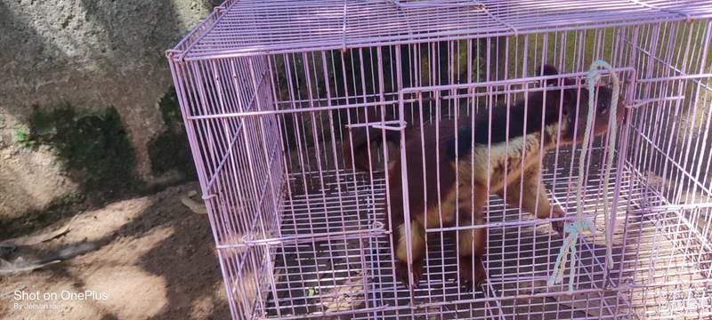 Image from: DRI busts wildlife trafficking racket in Andhra's Srikakulam; 21 protected animals rescued