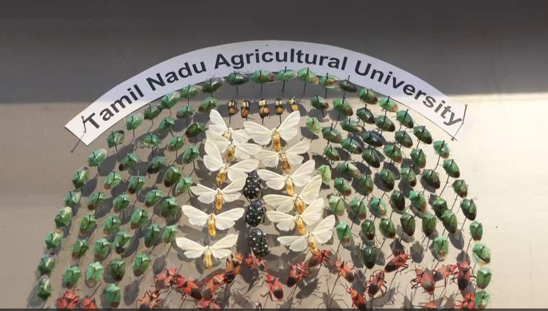 Image from: Insect Museum at Tamil Nadu Agricultural University to open online gateway for global audience