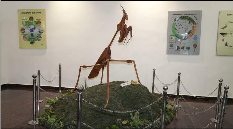 Image from: Insect Museum at Tamil Nadu Agricultural University to open online gateway for global audience