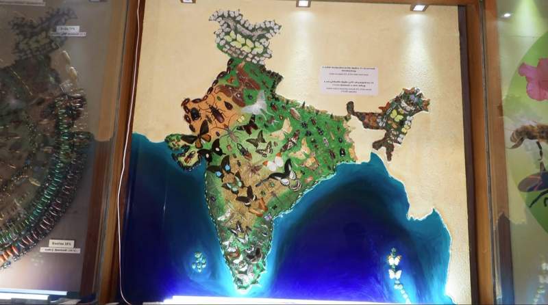 Image from: Insect Museum at Tamil Nadu Agricultural University to open online gateway for global audience