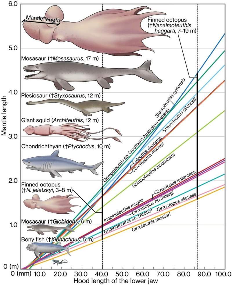 Researchers Identify a 62-Foot Ancient Deep-Sea Predator From Nothing ...