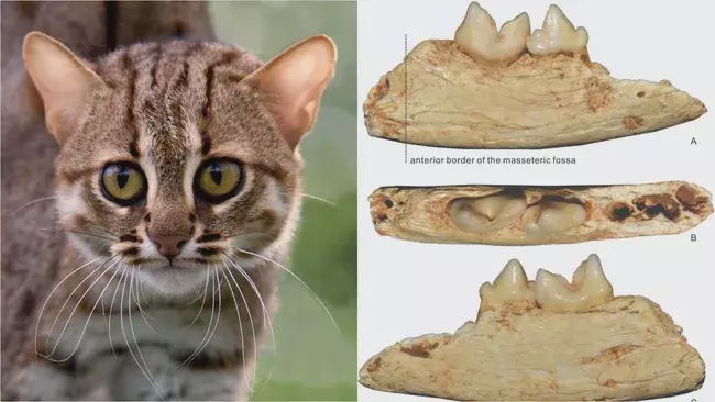 Image from: Researchers in China Have Identified the Smallest Cat Ever Found That Lived 300,000 Years Ago