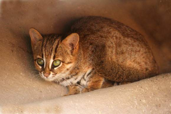 Image from: Researchers in China Have Identified the Smallest Cat Ever Found That Lived 300,000 Years Ago