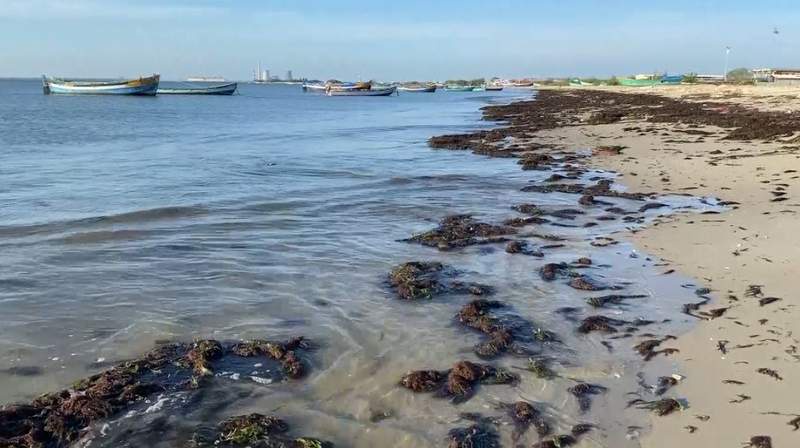 Image from: Tamil Nadu: Seaweed blankets Thoothukudi's eastern shores, "natural occurrence" says fishermen