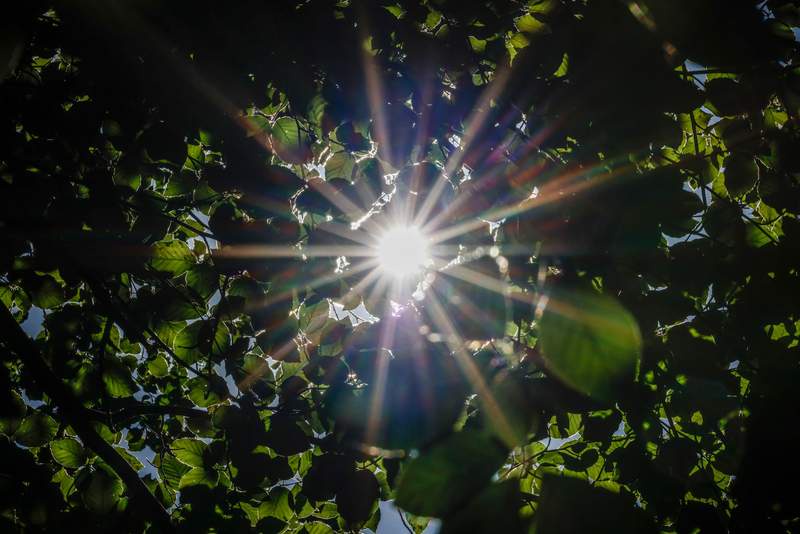 Image from: The trees protecting Europe's climate are themselves under threat